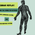 The Connection Between the Lymphatic System and the Nervous System